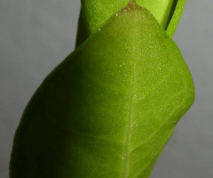 Grün
