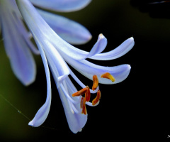 Agapanthus
