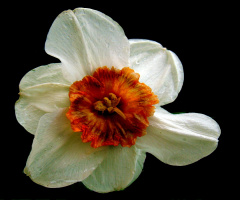 BLÜTE 