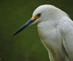 Heron