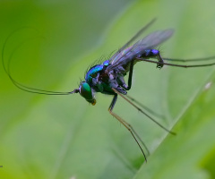 Long leg fly