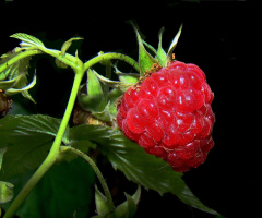 HIMBEERE 