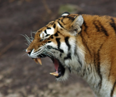 Amur Tiger