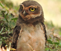 Owl Puppy