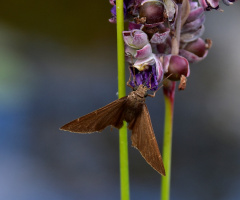 Mini Moth