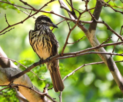 Streaked Flycatcher