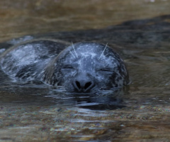 Seal moment