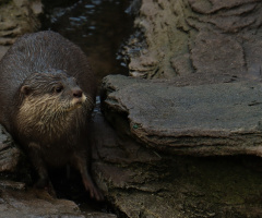 Otter moment