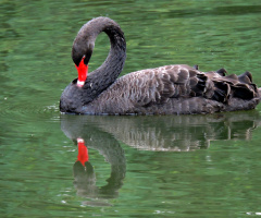 Black Swan