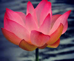 Lotus flower