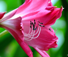 Lilly