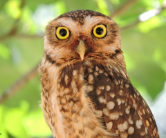 A Curious Owl