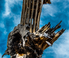 Old Saguaro Cactus