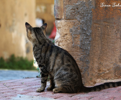 kedi 