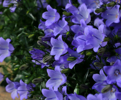 little blue