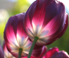 tulip