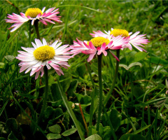 GÄNSEBLÜMCHEN
