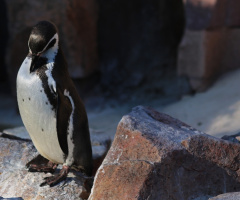 Penguin´s moment