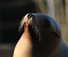 Close to a sea lion