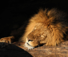 Sleepy King