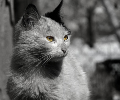 #white #cat #black 