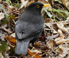Amsel