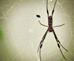 Spider