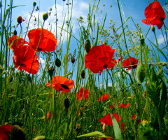 MOHNBLUMEN 