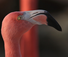 Close to a Flamingo