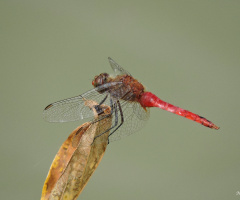 Red Dragonfly