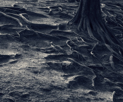 roots