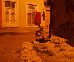 Bir Kedi Gördüm Galiba!