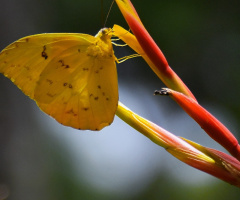 Yellow Butterfly