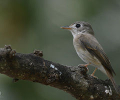 fly catcher