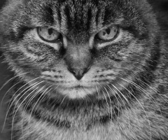 eyes