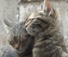 kardeşlik...
