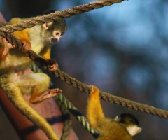 Playful monkeys