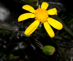 Spring star...