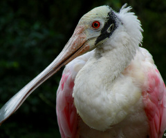 Roseate spoonbill