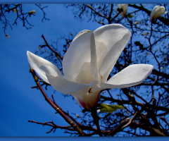 BLÜTE 