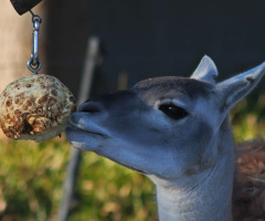 Lama