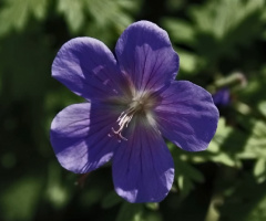 On a summer day