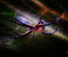Spider
