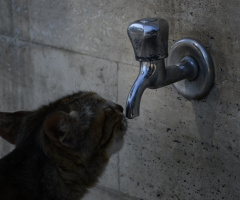 BİR YUDUM SUDUR YAŞAMAK...