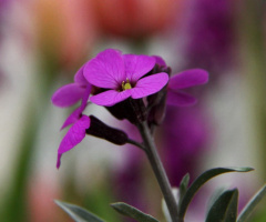Close up