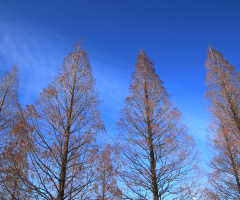 sky & trees