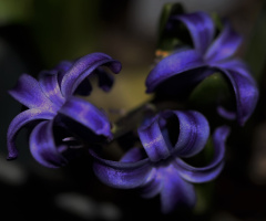 A single colour 
