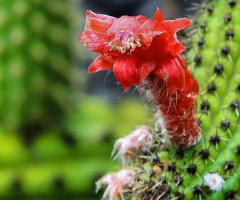 Cactus flower