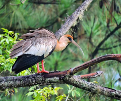 Black-coated Ibis...