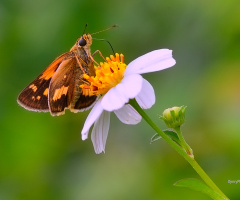 Mini Butterfly